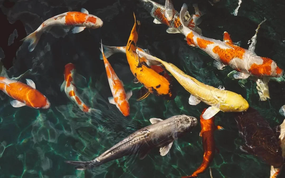 Биоактиваторите НЕ са токсични за рибите