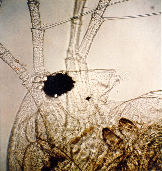 Биоаугоментацията …ТИПИЧНИ ВЪПРОСИ, ЗАДАВАНИ ОТ КЛИЕНТИ